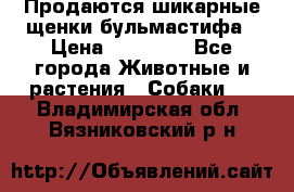 Продаются шикарные щенки бульмастифа › Цена ­ 45 000 - Все города Животные и растения » Собаки   . Владимирская обл.,Вязниковский р-н